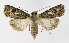  ( - NHMO-DAR-9554)  @11 [ ] CreativeCommons - Attribution Non-Commercial Share-Alike (2016) Unspecified University of Oslo, Natural History Museum