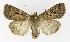  ( - NHMO-DAR-9560)  @14 [ ] CreativeCommons - Attribution Non-Commercial Share-Alike (2016) Unspecified University of Oslo, Natural History Museum
