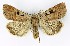  ( - NHMO-DAR-9561)  @14 [ ] CreativeCommons - Attribution Non-Commercial Share-Alike (2016) Unspecified University of Oslo, Natural History Museum