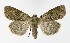  ( - NHMO-DAR-9564)  @14 [ ] CreativeCommons - Attribution Non-Commercial Share-Alike (2016) Unspecified University of Oslo, Natural History Museum