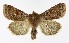 ( - NHMO-DAR-9568)  @14 [ ] CreativeCommons - Attribution Non-Commercial Share-Alike (2016) Unspecified University of Oslo, Natural History Museum