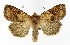  ( - NHMO-DAR-9571)  @15 [ ] CreativeCommons - Attribution Non-Commercial Share-Alike (2016) Unspecified University of Oslo, Natural History Museum