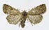  ( - NHMO-DAR-9574)  @14 [ ] CreativeCommons - Attribution Non-Commercial Share-Alike (2016) Unspecified University of Oslo, Natural History Museum