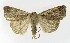  ( - NHMO-DAR-9575)  @14 [ ] CreativeCommons - Attribution Non-Commercial Share-Alike (2016) Unspecified University of Oslo, Natural History Museum