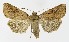  ( - NHMO-DAR-9576)  @14 [ ] CreativeCommons - Attribution Non-Commercial Share-Alike (2016) Unspecified University of Oslo, Natural History Museum