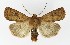  ( - NHMO-DAR-9581)  @14 [ ] CreativeCommons - Attribution Non-Commercial Share-Alike (2016) Unspecified University of Oslo, Natural History Museum