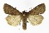  ( - NHMO-DAR-9582)  @14 [ ] CreativeCommons - Attribution Non-Commercial Share-Alike (2016) Unspecified University of Oslo, Natural History Museum