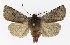  ( - NHMO-DAR-9588)  @14 [ ] CreativeCommons - Attribution Non-Commercial Share-Alike (2016) Unspecified University of Oslo, Natural History Museum