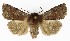  ( - NHMO-DAR-9589)  @13 [ ] CreativeCommons - Attribution Non-Commercial Share-Alike (2016) Unspecified University of Oslo, Natural History Museum