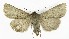  ( - NHMO-DAR-9599)  @13 [ ] CreativeCommons - Attribution Non-Commercial Share-Alike (2016) Unspecified University of Oslo, Natural History Museum