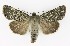  ( - NHMO-DAR-9600)  @14 [ ] CreativeCommons - Attribution Non-Commercial Share-Alike (2016) Unspecified University of Oslo, Natural History Museum