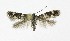  ( - NHMO-DAR-9674)  @12 [ ] CreativeCommons - Attribution Non-Commercial Share-Alike (2016) Unspecified University of Oslo, Natural History Museum