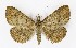  ( - NHMO-DAR-9703)  @14 [ ] CreativeCommons - Attribution Non-Commercial Share-Alike (2016) Unspecified University of Oslo, Natural History Museum