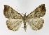  ( - NHMO-DAR-9714)  @14 [ ] CreativeCommons - Attribution Non-Commercial Share-Alike (2016) Unspecified University of Oslo, Natural History Museum