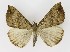  ( - NHMO-DAR-9715)  @14 [ ] CreativeCommons - Attribution Non-Commercial Share-Alike (2016) Unspecified University of Oslo, Natural History Museum
