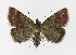  ( - NHMO-DAR-9718)  @13 [ ] CreativeCommons - Attribution Non-Commercial Share-Alike (2016) Unspecified University of Oslo, Natural History Museum