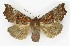 ( - NHMO-DAR-9723)  @15 [ ] CreativeCommons - Attribution Non-Commercial Share-Alike (2016) Unspecified University of Oslo, Natural History Museum