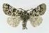  (Gynaephora fascelina - NHMO-DAR-9767)  @14 [ ] CreativeCommons - Attribution Non-Commercial Share-Alike (2016) Unspecified University of Oslo, Natural History Museum
