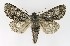  ( - NHMO-DAR-9787)  @13 [ ] CreativeCommons - Attribution Non-Commercial Share-Alike (2016) Unspecified University of Oslo, Natural History Museum