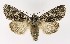  ( - NHMO-DAR-9790)  @14 [ ] CreativeCommons - Attribution Non-Commercial Share-Alike (2016) Unspecified University of Oslo, Natural History Museum