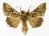  (Chrysodeixis chalcites - NHMO-DAR-9802)  @15 [ ] CreativeCommons - Attribution Non-Commercial Share-Alike (2016) Unspecified University of Oslo, Natural History Museum