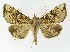  ( - NHMO-DAR-9803)  @14 [ ] CreativeCommons - Attribution Non-Commercial Share-Alike (2016) Unspecified University of Oslo, Natural History Museum