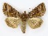  ( - NHMO-DAR-9819)  @14 [ ] CreativeCommons - Attribution Non-Commercial Share-Alike (2016) Unspecified University of Oslo, Natural History Museum