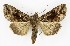  ( - NHMO-DAR-9822)  @14 [ ] CreativeCommons - Attribution Non-Commercial Share-Alike (2016) Unspecified University of Oslo, Natural History Museum