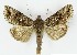  ( - NHMO-DAR-9823)  @14 [ ] CreativeCommons - Attribution Non-Commercial Share-Alike (2016) Unspecified University of Oslo, Natural History Museum