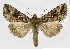  ( - NHMO-DAR-9824)  @14 [ ] CreativeCommons - Attribution Non-Commercial Share-Alike (2016) Unspecified University of Oslo, Natural History Museum