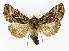  ( - NHMO-DAR-9827)  @14 [ ] CreativeCommons - Attribution Non-Commercial Share-Alike (2016) Unspecified University of Oslo, Natural History Museum