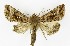  ( - NHMO-DAR-9828)  @14 [ ] CreativeCommons - Attribution Non-Commercial Share-Alike (2016) Unspecified University of Oslo, Natural History Museum