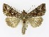  ( - NHMO-DAR-9829)  @14 [ ] CreativeCommons - Attribution Non-Commercial Share-Alike (2016) Unspecified University of Oslo, Natural History Museum