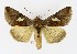  ( - NHMO-DAR-9832)  @14 [ ] CreativeCommons - Attribution Non-Commercial Share-Alike (2016) Unspecified University of Oslo, Natural History Museum