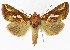  (Plusia festucae - NHMO-DAR-9833)  @15 [ ] CreativeCommons - Attribution Non-Commercial Share-Alike (2016) Unspecified University of Oslo, Natural History Museum