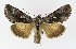  ( - NHMO-DAR-9836)  @14 [ ] CreativeCommons - Attribution Non-Commercial Share-Alike (2016) Unspecified University of Oslo, Natural History Museum