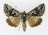  ( - NHMO-DAR-10128)  @14 [ ] CreativeCommons - Attribution Non-Commercial Share-Alike (2016) Unspecified University of Oslo, Natural History Museum