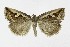  ( - NHMO-DAR-10130)  @14 [ ] CreativeCommons - Attribution Non-Commercial Share-Alike (2016) Unspecified University of Oslo, Natural History Museum