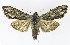  (Cucullia lucifuga - NHMO-DAR-9841)  @14 [ ] CreativeCommons - Attribution Non-Commercial Share-Alike (2016) Unspecified University of Oslo, Natural History Museum
