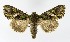  ( - NHMO-DAR-9879)  @13 [ ] CreativeCommons - Attribution Non-Commercial Share-Alike (2016) Unspecified University of Oslo, Natural History Museum