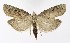  ( - NHMO-DAR-9892)  @14 [ ] CreativeCommons - Attribution Non-Commercial Share-Alike (2016) Unspecified University of Oslo, Natural History Museum