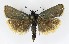  ( - NHMO-DAR-9901)  @13 [ ] CreativeCommons - Attribution Non-Commercial Share-Alike (2016) Unspecified University of Oslo, Natural History Museum