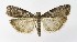  ( - NHMO-DAR-9910)  @13 [ ] CreativeCommons - Attribution Non-Commercial Share-Alike (2016) Unspecified University of Oslo, Natural History Museum