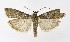  ( - NHMO-DAR-9911)  @13 [ ] CreativeCommons - Attribution Non-Commercial Share-Alike (2016) Unspecified University of Oslo, Natural History Museum