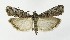  ( - NHMO-DAR-9917)  @13 [ ] CreativeCommons - Attribution Non-Commercial Share-Alike (2016) Unspecified University of Oslo, Natural History Museum