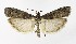  ( - NHMO-DAR-9918)  @13 [ ] CreativeCommons - Attribution Non-Commercial Share-Alike (2016) Unspecified University of Oslo, Natural History Museum