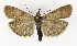  ( - NHMO-DAR-9930)  @14 [ ] CreativeCommons - Attribution Non-Commercial Share-Alike (2016) Unspecified University of Oslo, Natural History Museum