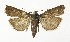 ( - NHMO-DAR-9931)  @14 [ ] CreativeCommons - Attribution Non-Commercial Share-Alike (2016) Unspecified University of Oslo, Natural History Museum