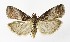  ( - NHMO-DAR-9935)  @15 [ ] CreativeCommons - Attribution Non-Commercial Share-Alike (2016) Unspecified University of Oslo, Natural History Museum