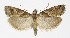  ( - NHMO-DAR-9947)  @13 [ ] CreativeCommons - Attribution Non-Commercial Share-Alike (2016) Unspecified University of Oslo, Natural History Museum